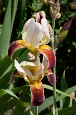 Horozlar veya irisler (Latin Iris)