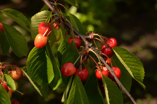 Солодкі Вишні Prunus Avium — стокове фото