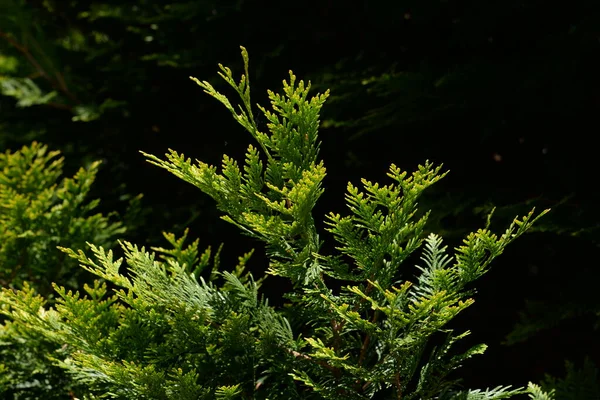 Thuja Ist Eine Gattung Immergrüner Nadelbäume Und Sträucher Aus Der — Stockfoto