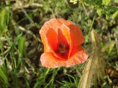 Oriental haşhaş (gelincik orientale)