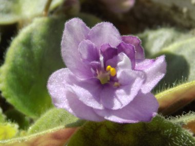 Palmaceae (Lat. Arecaceae, tek oktavlı sınıfından bir odunsu bitki familyasıdır.