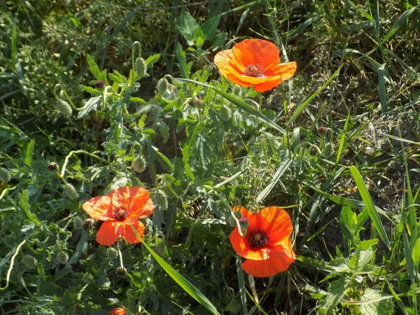 Orientalisk Vallmo Papaver Orientale — Stockfoto