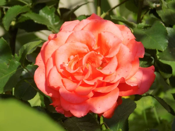 Róża Rosa Jest Rodzajem Formą Kulturową Roślin Rodziny Różowatych — Zdjęcie stockowe