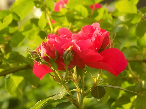 Rosa 是玫瑰科植物的属和文化形式 — 图库照片