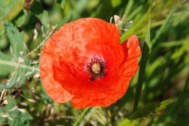 Oriental haşhaş (gelincik orientale)