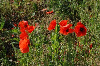 Oriental haşhaş (gelincik orientale)