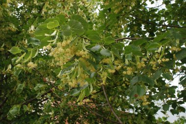 Linden (Tilia), Mallow familyasından bir ağaç cinsidir.