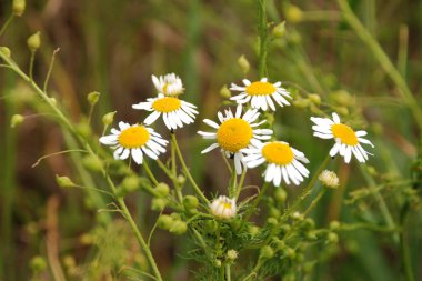 Papatya çayı ya da papatya çayı her yıl yüksek dallı bir bitki cinsidir.
