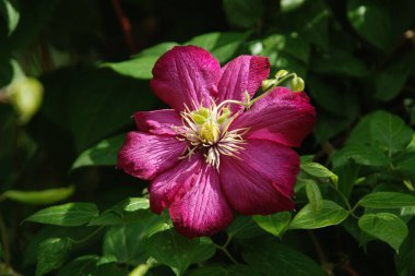 Clematis 'Stasik' (Clematis 'Stasik') - geniş çiçekli klematis çeşidi (klematis))