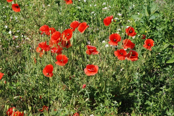 Orientalisk Vallmo Papaver Orientale — Stockfoto