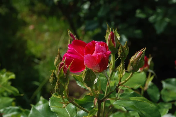 Rosa Rosa Genere Una Forma Culturale Piante Della Famiglia Delle — Foto Stock