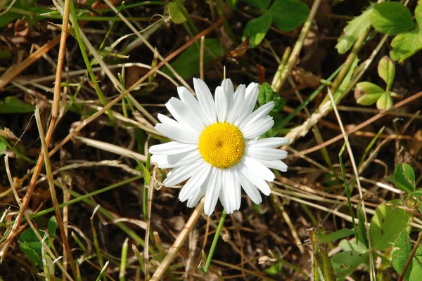 Chamomile Chamomile Genus Annual Highly Branched Plants — Foto Stock