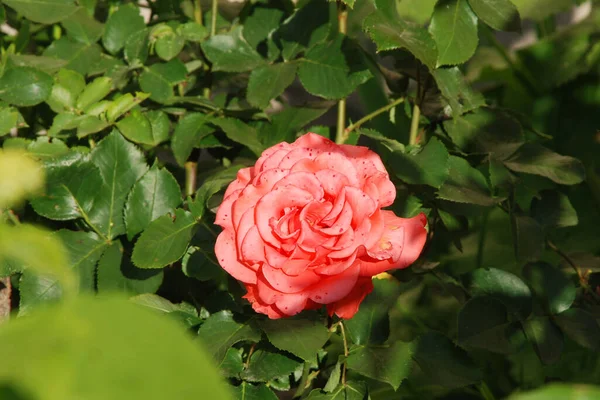 Rose Rosa Género Plantas Con Flores Perteneciente Familia Rose — Foto de Stock