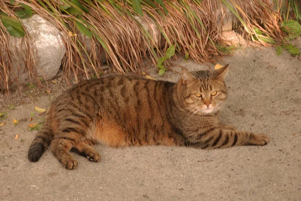 猫的猫 或猫的猫 拉丁语Felis Silvestris Catus 以及它的亲戚 野生猫 — 图库照片