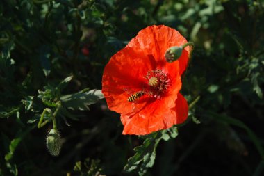 Oriental haşhaş (gelincik orientale)