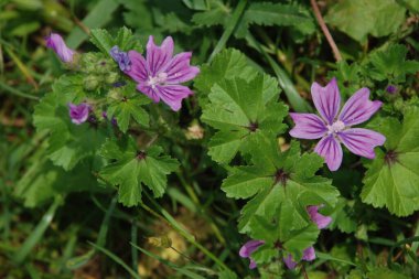 Orman sarmaları, orman gülü, zenziver (Latin Malva Sylvestris L., Malva grossheimii Schischk.)