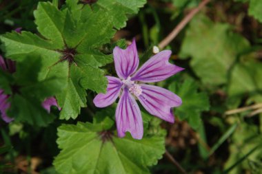 Orman sarmaları, orman gülü, zenziver (Latin Malva Sylvestris L., Malva grossheimii Schischk.)
