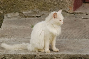 Kedi kedisi (Latince Felis Silvestris catus), kedigiller (Felis) familyasından bir kedi türü.)