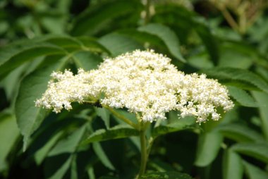 Mürver (Sambucus nigra), boznyak, buz, sambuk, ağaçsız