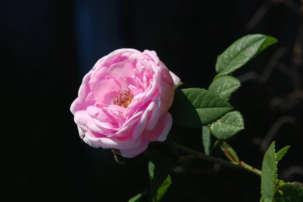 Rose Rosa Rod Kulturní Forma Rostlin Čeledi Růží — Stock fotografie