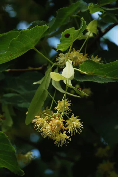 Linden Tilia 是软糖族的一种树 — 图库照片