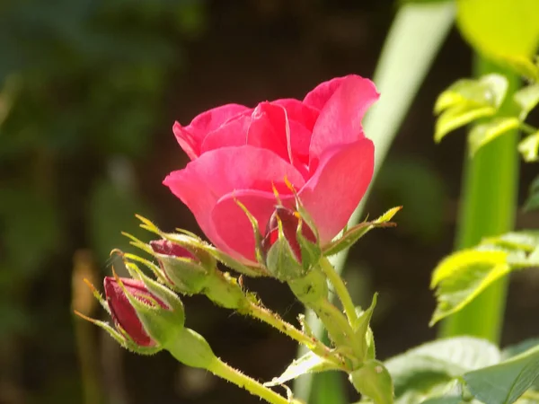 Rose Rosa Género Plantas Con Flores Perteneciente Familia Rose —  Fotos de Stock