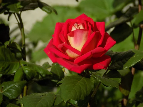 Rose Rosa Adalah Genus Dan Bentuk Budaya Tanaman Dari Keluarga Stok Gambar Bebas Royalti