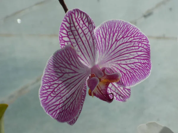 Zozuliantsev Lub Orchidaceae Orchidaceae Ojczyzna Monokotypowych Wieloletnich Roślin Lądowych Lub — Zdjęcie stockowe