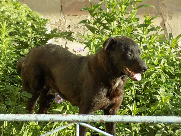 Honden Huisdieren Canis Lupus Familiaris Canis Familiaris — Stockfoto