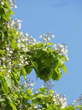 Katalpa, Afrika kıtasında bulunan bir ağaç cinsidir..