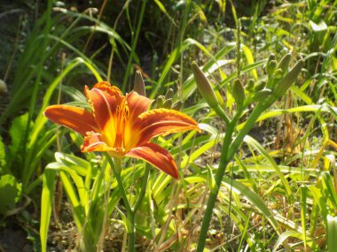 Gündelik kırmızımsı (Hemerocallis fulva L.)