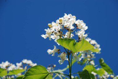 Katalpa, Afrika kıtasında bulunan bir ağaç cinsidir..