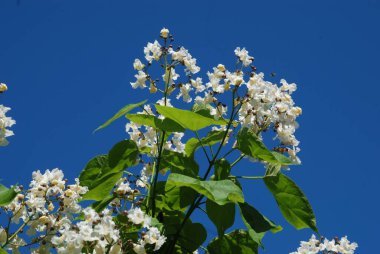Katalpa, Afrika kıtasında bulunan bir ağaç cinsidir..