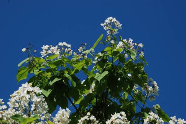 Katalpa, Afrika kıtasında bulunan bir ağaç cinsidir..