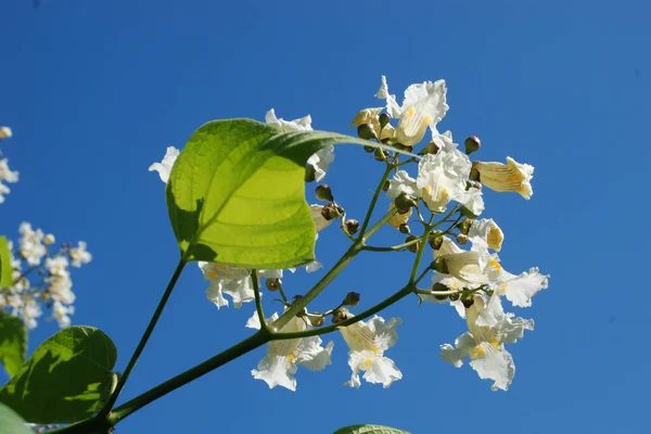 Catalpa Género Árboles Con Flores Perteneciente Familia Bignonia —  Fotos de Stock