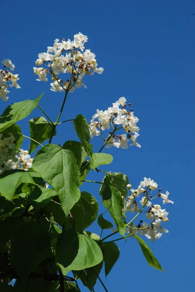 Catalpa Genus Flowering Trees Bignonia Family — Stock Photo, Image