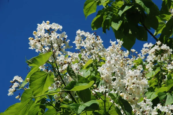 Katalpa, Afrika kıtasında bulunan bir ağaç cinsidir..