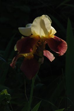 Horozlar veya irisler (Latin Iris)