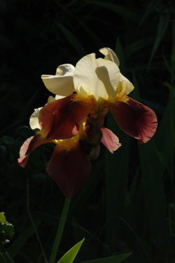 Horozlar veya irisler (Latin Iris)