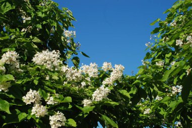 Katalpa, Afrika kıtasında bulunan bir ağaç cinsidir..