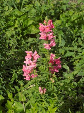 Flax (Linaria vulgaris Mill.)          