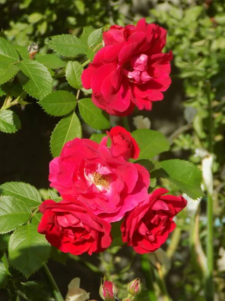 Скелелазіння Троянда Рожева Перлина — стокове фото