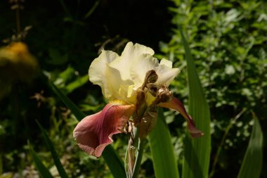Horozlar veya irisler (Latin Iris)