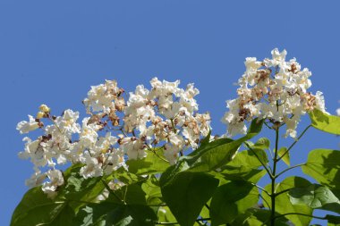 Katalpa, Afrika kıtasında bulunan bir ağaç cinsidir..