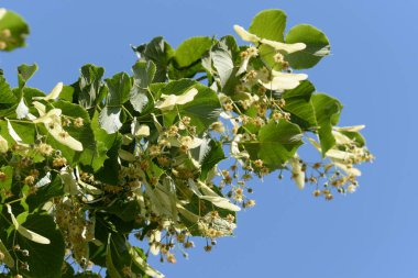 Linden (Tilia), Mallow familyasından bir ağaç cinsidir.