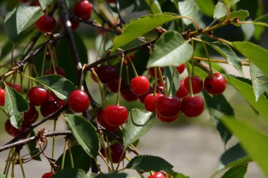 Genel kiraz (Prunus cerasus L.). Bir dalda olgun kiraz.