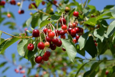 Genel kiraz (Prunus cerasus L.). Bir dalda olgun kiraz.