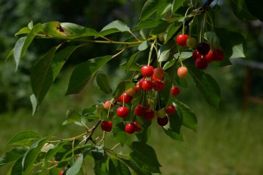 Genel kiraz (Prunus cerasus L.). Bir dalda olgun kiraz.