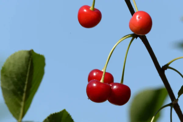 Gemeine Kirsche Prunus Cerasus Reife Kirschen Einem Zweig — Stockfoto
