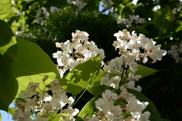 Catalpa Género Árboles Con Flores Perteneciente Familia Bignonia — Foto de Stock